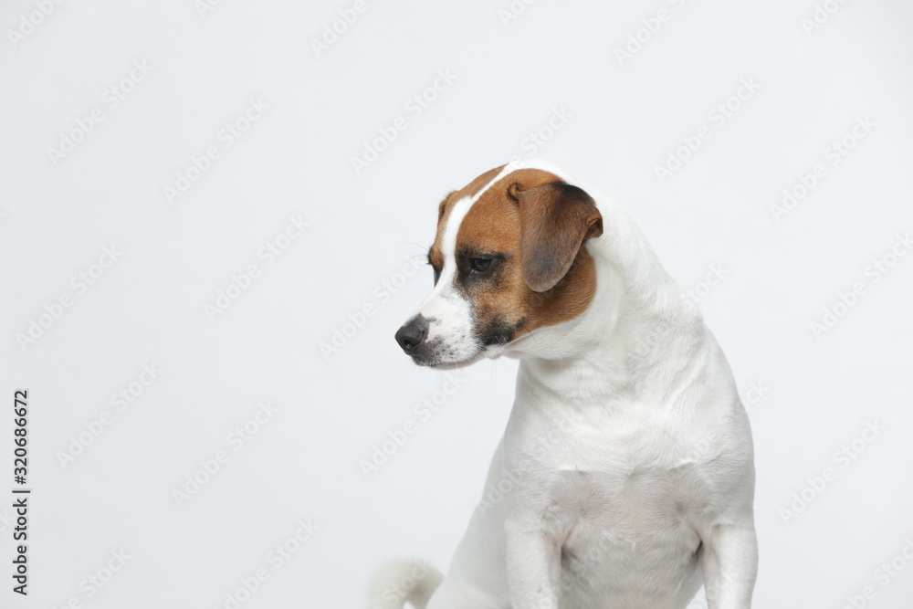 A greyish Jack Russell Terrier makes subtle expressions on a white background A greyish Jack Russell Terrier makes subtle expressions on a white background