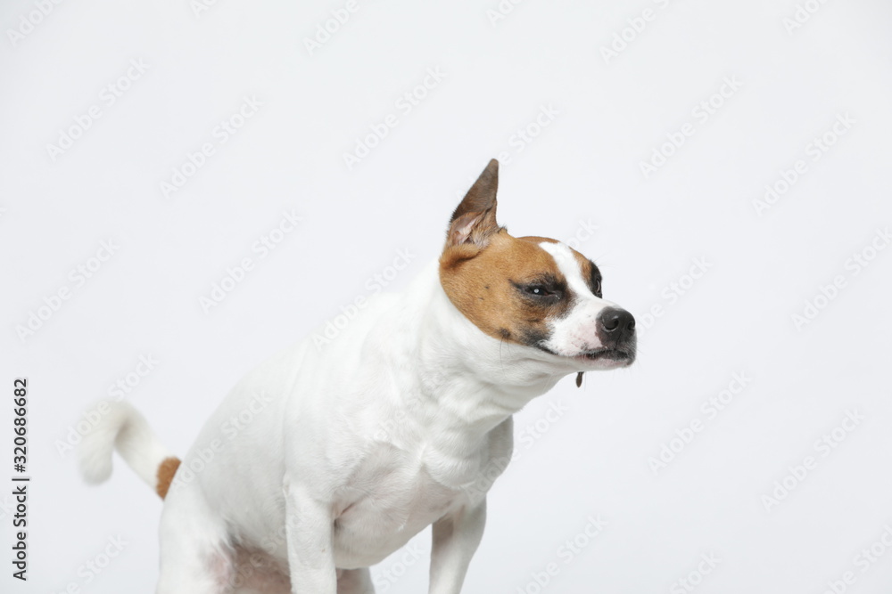 A greyish Jack Russell Terrier makes subtle expressions on a white background A greyish Jack Russell Terrier makes subtle expressions on a white background
