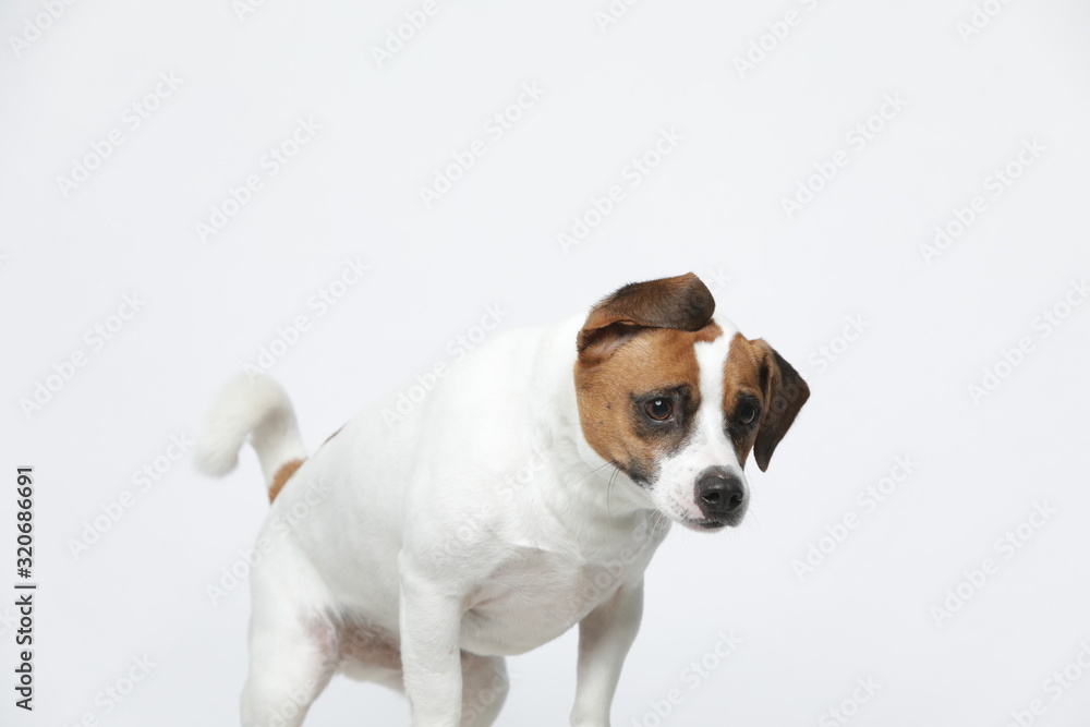 A greyish Jack Russell Terrier makes subtle expressions on a white background A greyish Jack Russell Terrier makes subtle expressions on a white background