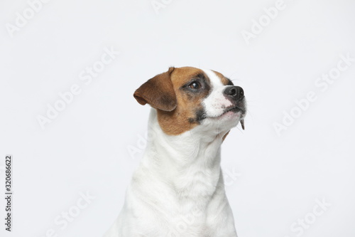 A greyish Jack Russell Terrier makes subtle expressions on a white background