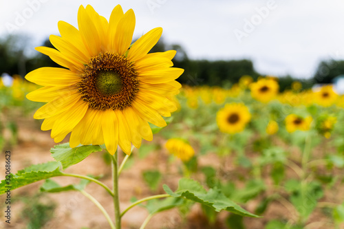 sunflowers in the field with sunflower background Flowering and leaves are turned towards the direction of the sun in agriculture and Nature concept with copy space.