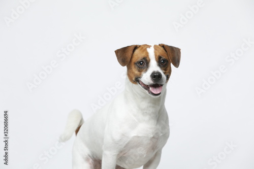 A greyish Jack Russell Terrier makes subtle expressions on a white background