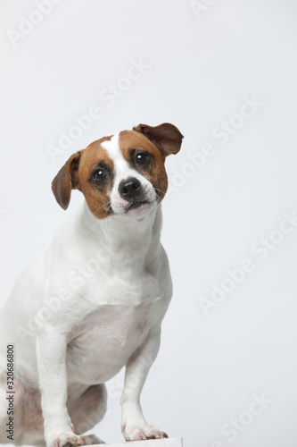 A greyish Jack Russell Terrier makes subtle expressions on a white background © InkheartX