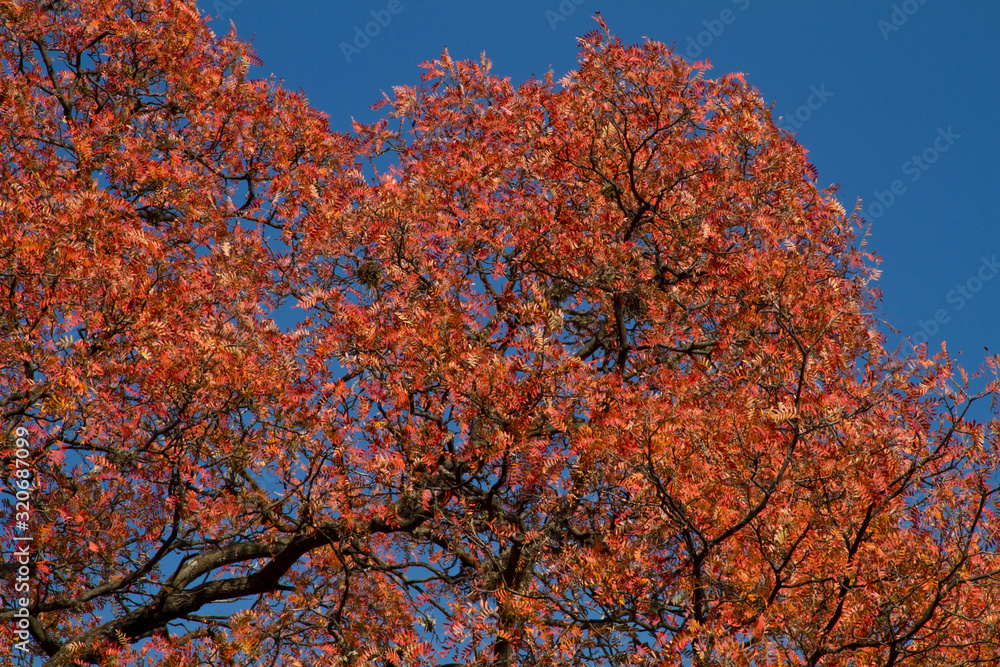 red leaves