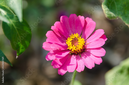 pink flower in the garden