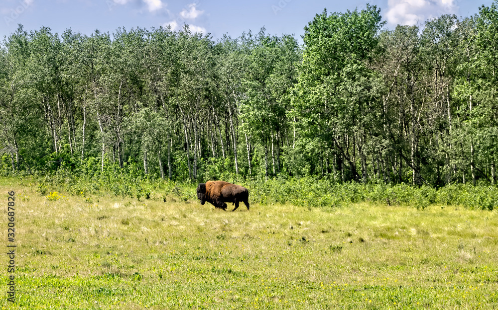 Prairie wood buffalo grazing in field at the edge of a forest in Saskatchewan, Canada Prairie wood buffalo grazing in field at the edge of a forest in Saskatchewan, Canada