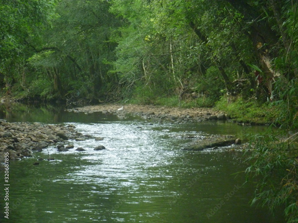 river in the forest river in the forest