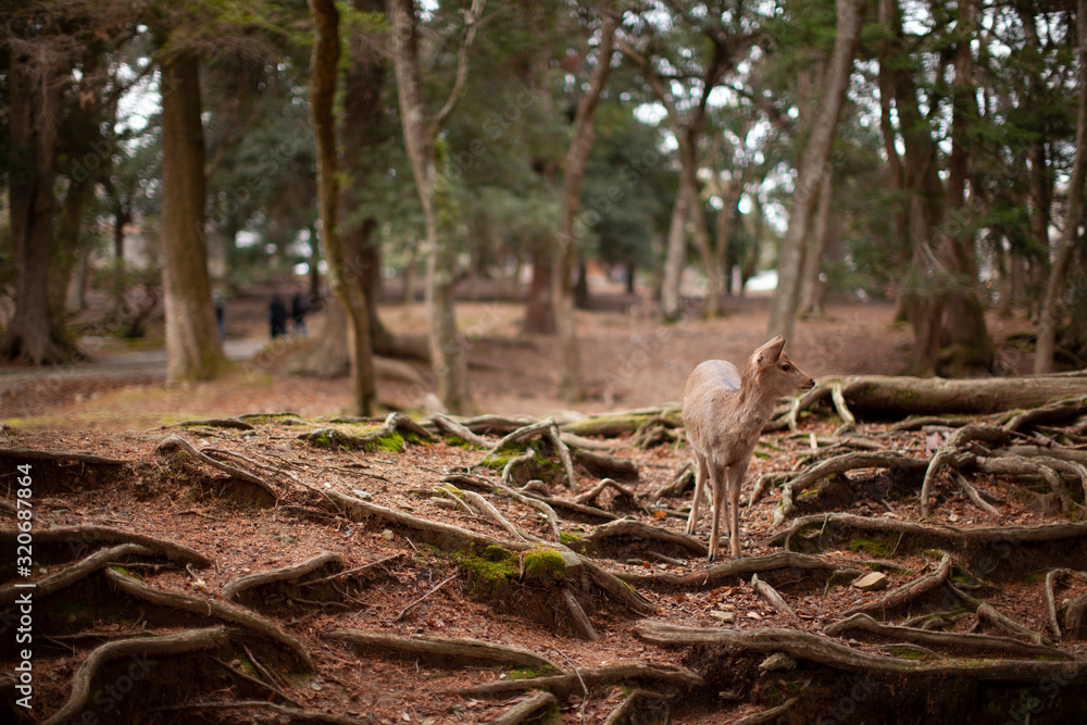 奈良公園の鹿 奈良公園の鹿