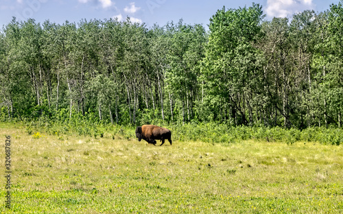 Prairie wood buffalo grazing in field at the edge of a forest in Saskatchewan  Canada