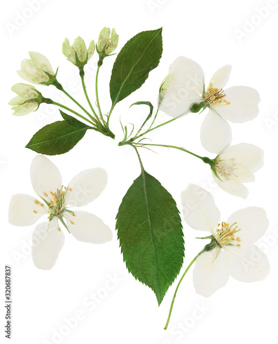 Pressed and dried white delicate transparent flower apple tree, isolated on white background. For use in scrapbooking, pressed floristry or herbarium.