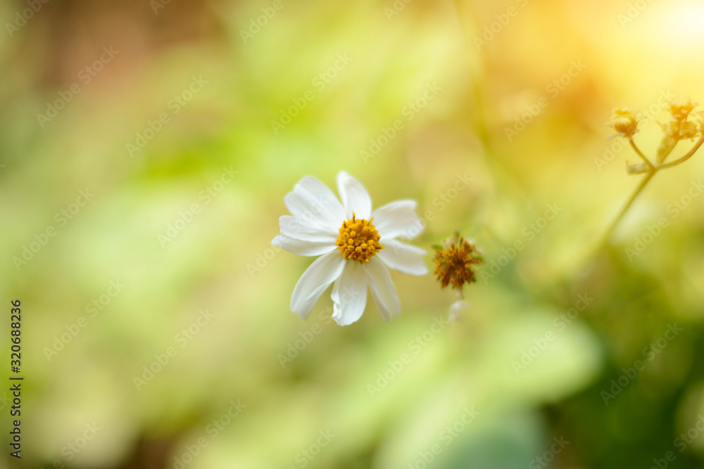Fototapeta premium White flower background