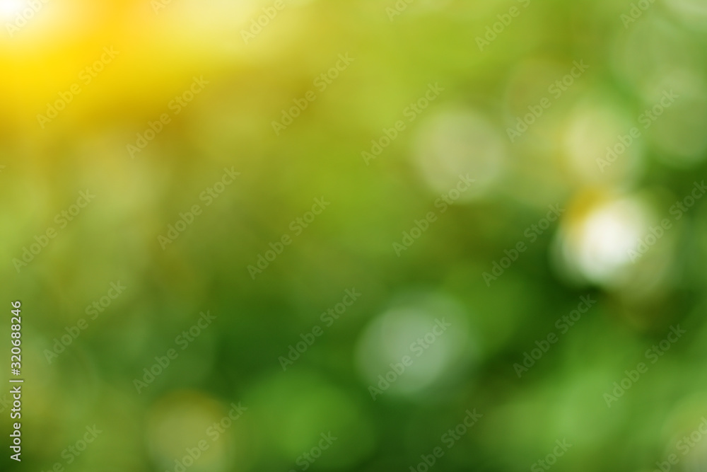 Obraz premium Sunny abstract green nature background, selective focus