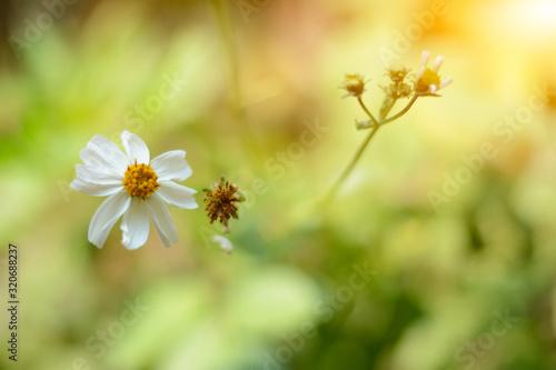 White flower background