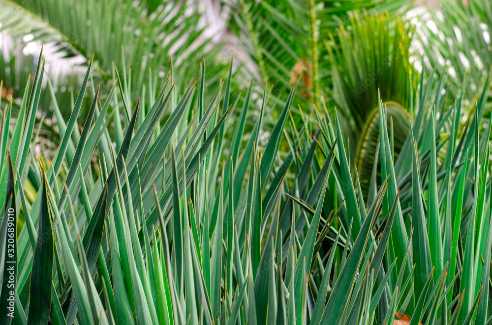 Fototapeta premium Dark green narrow pointed leaves of yuki