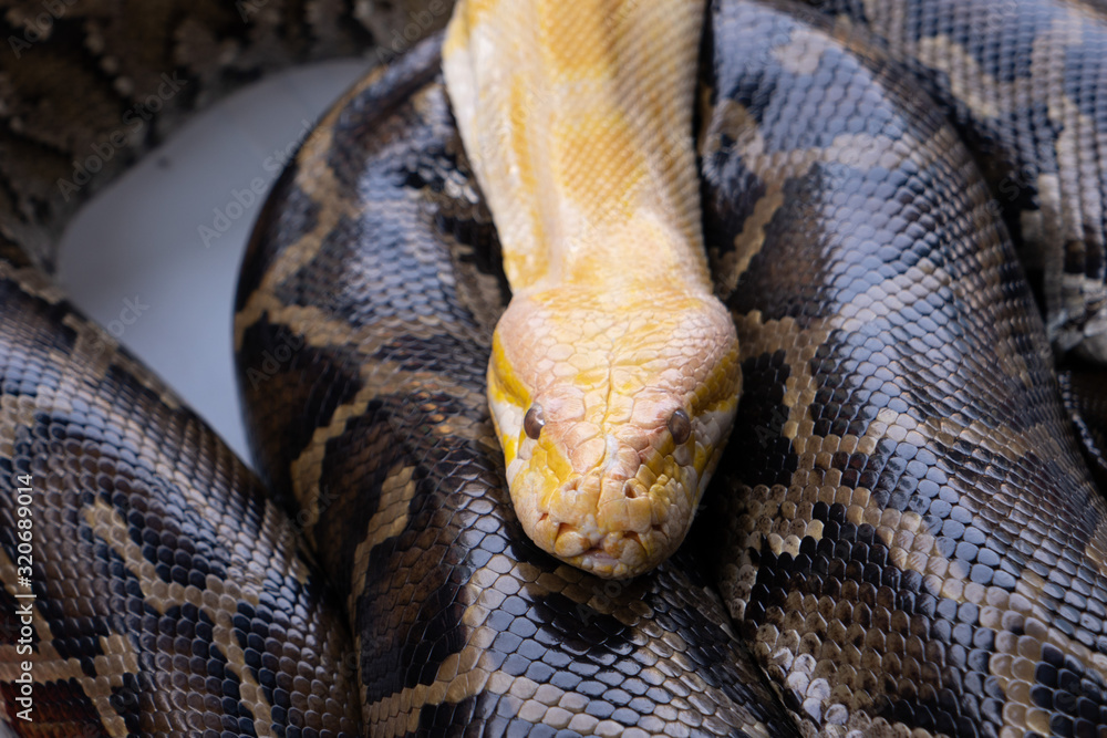 closeup of a snake closeup of a snake