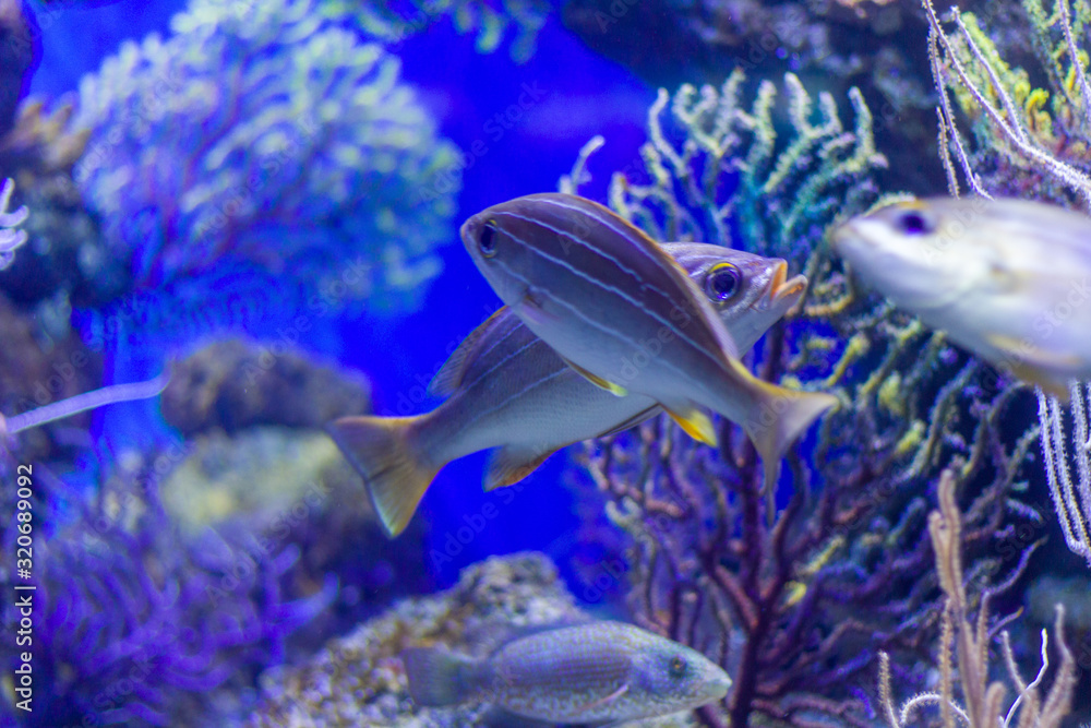 Obraz premium tropical fish in aquarium