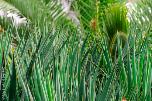 Dark green narrow pointed leaves of yuki