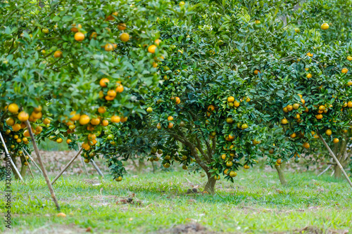 Orange tree in the garden.Farm of fruit