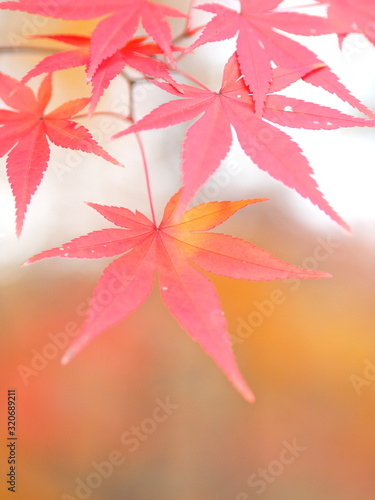  The leaves in Korean mountains turn red