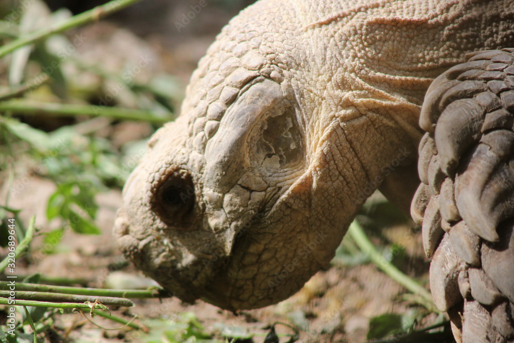 Naklejka premium TURTLE HEAD