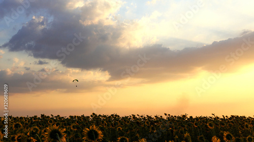 Paraglider flying against sky over sunflower field at sunset