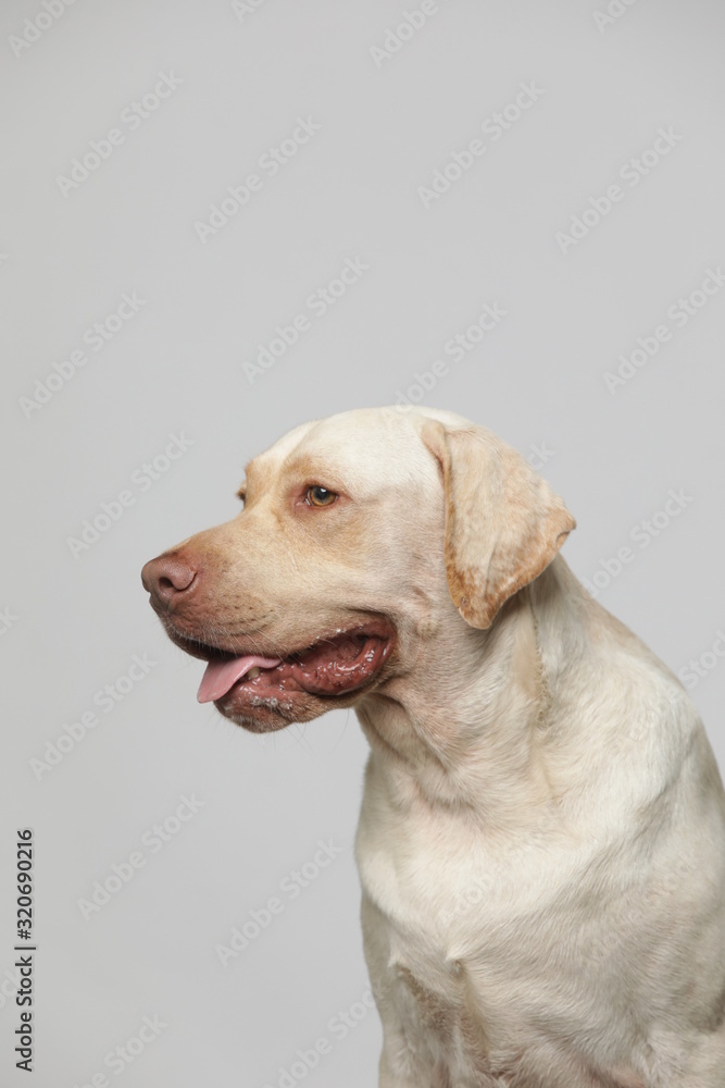 The simple Labrador makes all kinds of funny expressions on the white background The simple Labrador makes all kinds of funny expressions on the white background