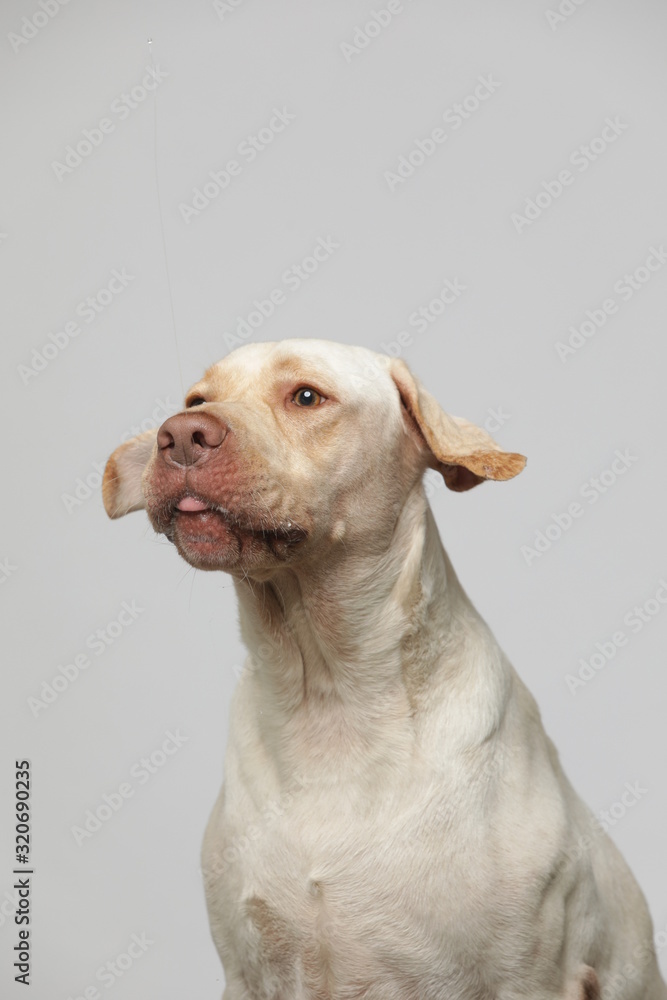 The simple Labrador makes all kinds of funny expressions on the white background The simple Labrador makes all kinds of funny expressions on the white background