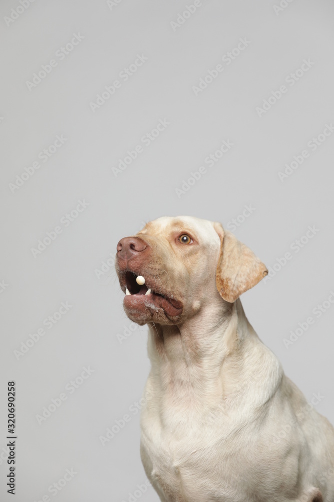 The simple Labrador makes all kinds of funny expressions on the white background The simple Labrador makes all kinds of funny expressions on the white background