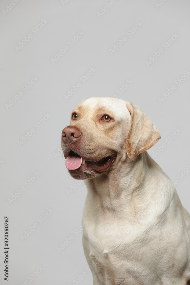 The simple Labrador makes all kinds of funny expressions on the white background The simple Labrador makes all kinds of funny expressions on the white background