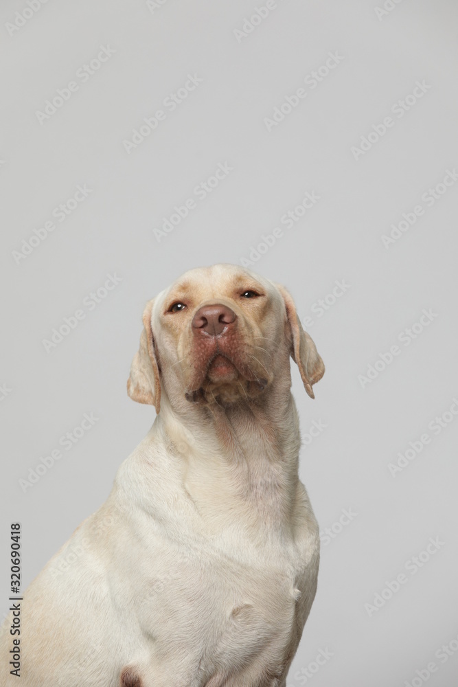 The simple Labrador makes all kinds of funny expressions on the white background The simple Labrador makes all kinds of funny expressions on the white background