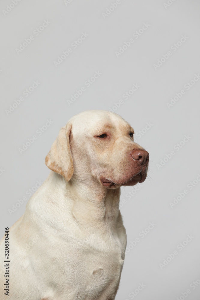 The simple Labrador makes all kinds of funny expressions on the white background The simple Labrador makes all kinds of funny expressions on the white background