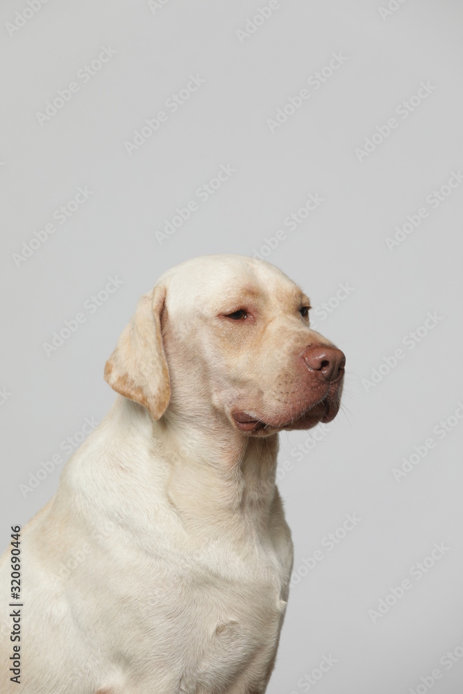 The simple Labrador makes all kinds of funny expressions on the white background