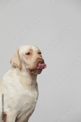 The simple Labrador makes all kinds of funny expressions on the white background © InkheartX