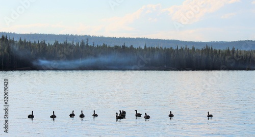 flock of ducks in lake