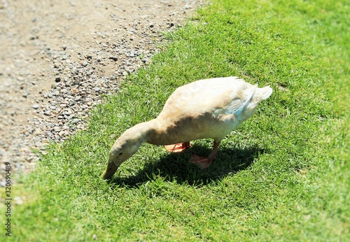 Duck 