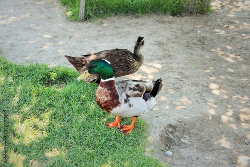 duck and ducklings