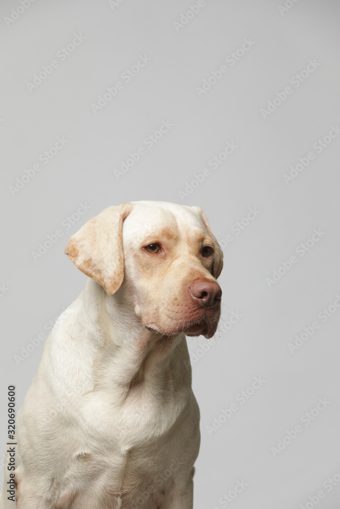 The simple Labrador makes all kinds of funny expressions on the white background The simple Labrador makes all kinds of funny expressions on the white background