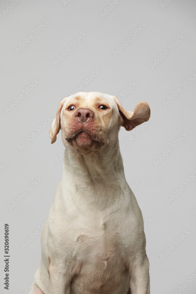 The simple Labrador makes all kinds of funny expressions on the white background