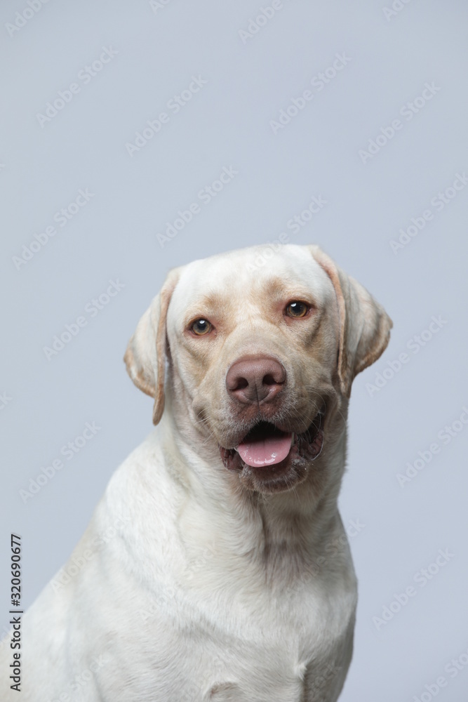 The simple Labrador makes all kinds of funny expressions on the white background The simple Labrador makes all kinds of funny expressions on the white background