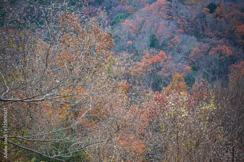 南京櫨の果実と紅葉の風景