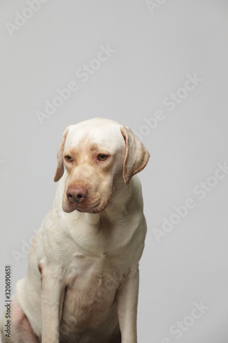 The simple Labrador makes all kinds of funny expressions on the white background