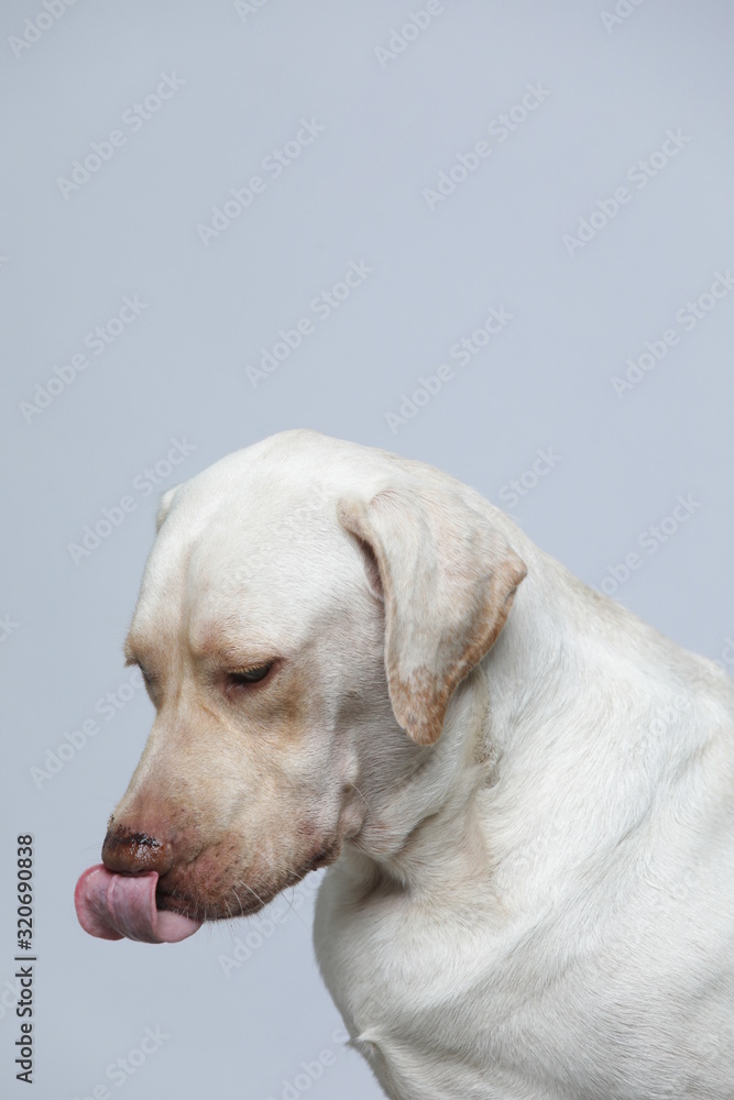 The simple Labrador makes all kinds of funny expressions on the white background