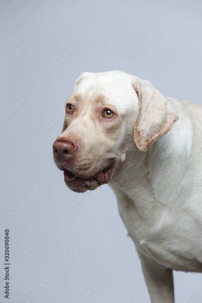 The simple Labrador makes all kinds of funny expressions on the white background