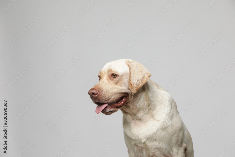 The simple Labrador makes all kinds of funny expressions on the white background The simple Labrador makes all kinds of funny expressions on the white background