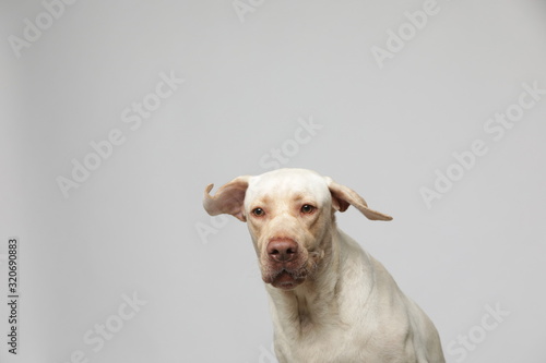 The simple Labrador makes all kinds of funny expressions on the white background © InkheartX