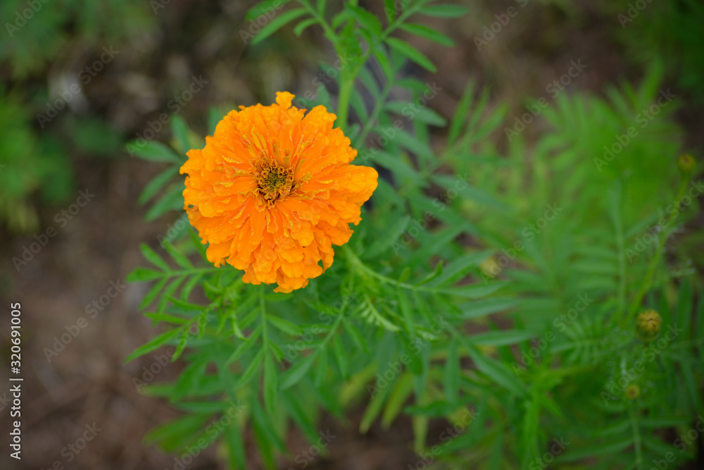 Beautiful marigold flower in the garden, Top view Beautiful marigold flower in the garden, Top view
