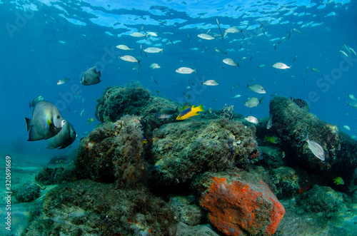 Colorful reef fish over artificial reef of limestone blocks contructed at the Blue Heron Bridge, Florida