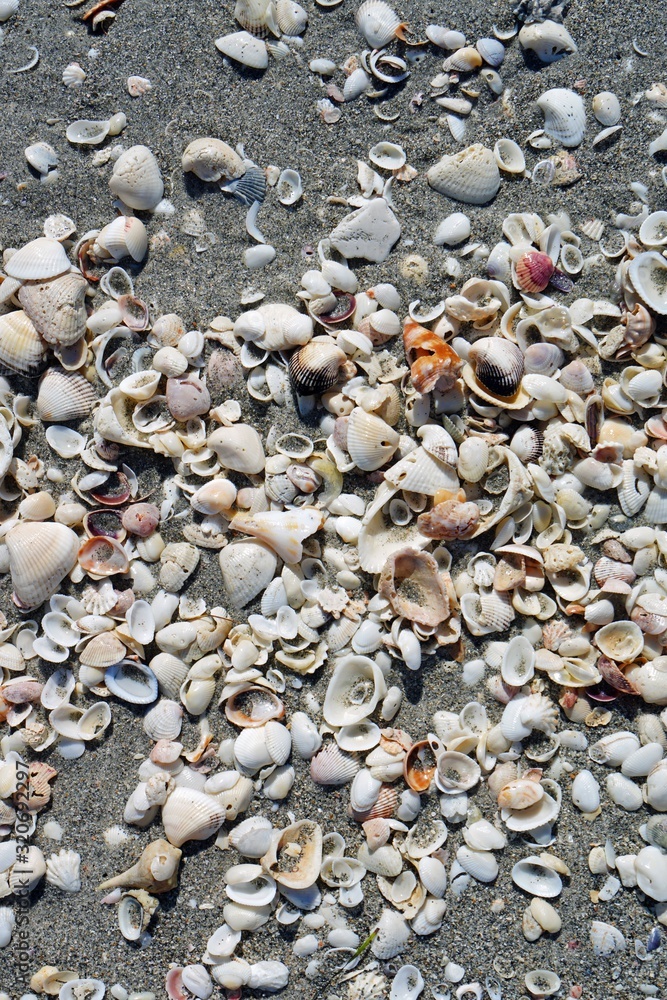 Shells on the beach by the sea in Sanibel Island, Florida