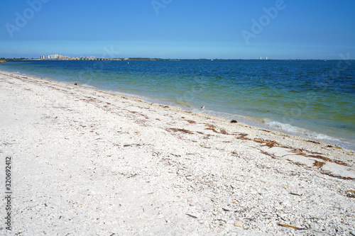 Shells on the beach by the sea in Sanibel Island  Florida