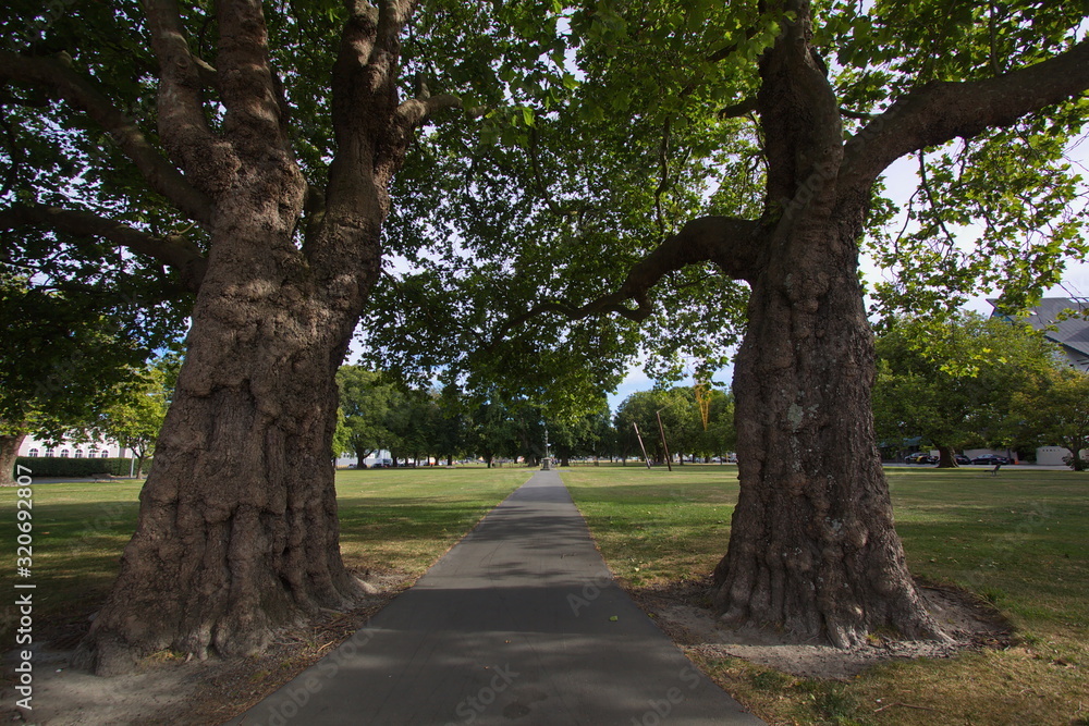 Giant trees in park on Latimer Square in Christchurch on South Island of New Zealand Giant trees in park on Latimer Square in Christchurch on South Island of New Zealand
